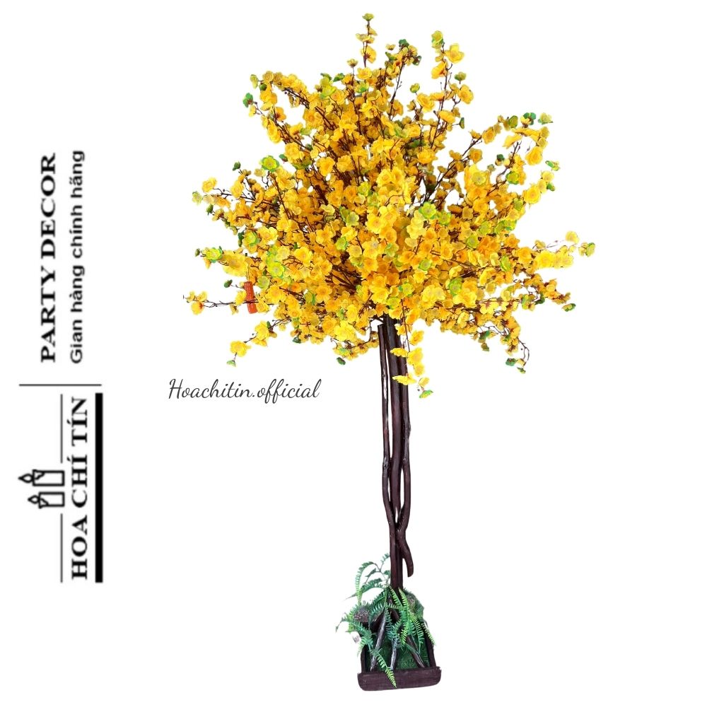 Cây mai thân gỗ ô dù 2m